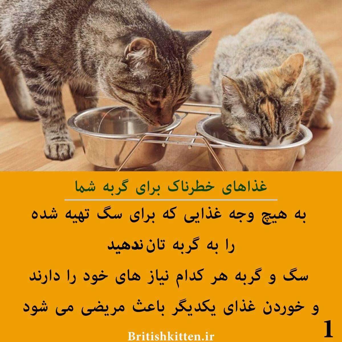 غذای خطرناک گربه ها 
