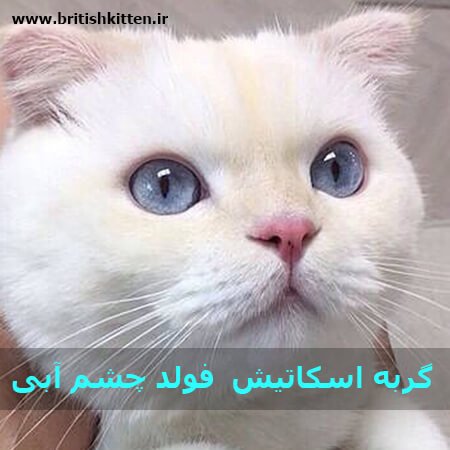 گربه چشم آبی