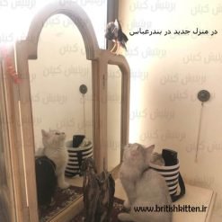 بچه گربه بریتیش و پرنده