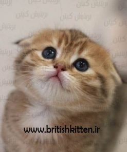 خرید بچه گربه اسکاتیش فولد