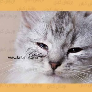 آلرژی در گربه