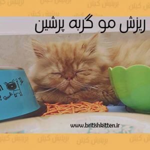 ریزش مو گربه پرشین