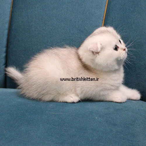 بچه گربه چشم آبی
