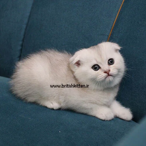 خرید بچه گربه
