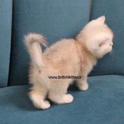 خرید بچه گربه چینچیلا