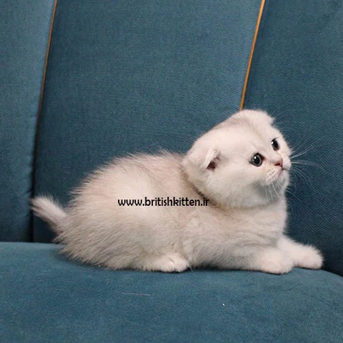 گربه ناز دو ماهه
