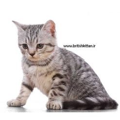 خرید بچه گربه خانگی سیلور تبی