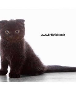 گربه اسکاتیش فولد سیاه