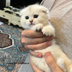 بچه گربه اسکاتیش فولد چینچیلا یک ماهه
