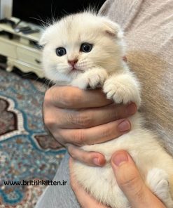 بچه گربه اسکاتیش فولد چینچیلا یک ماهه