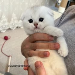 بچه گربه بغلی خرید و قیمت