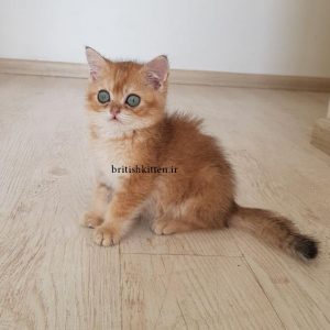 بچه گربه بریتیش شورت هیر چشم سبز رنگ گلد