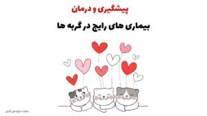 پیشگیری و درمان بیماریهای رایج در گربه ها