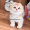 بچه-گربه-اسکاتیش-گلد-چینچیلا-پیکو