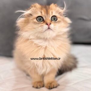 بچه-گربه-اسکاتیش-هایلند-گلد
