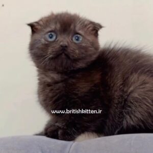 بچه-گربه-اسکاتیش-فولد-مشکی-رینی-اصلی