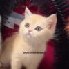 بچه-گربه-طلایی-بریتیش-شیکو