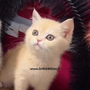 بچه-گربه-طلایی-بریتیش-شیکو