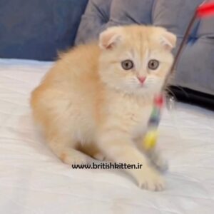 بچه-گربه-اسکاتیش-فولد-طلایی-سانی