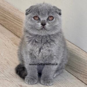 چیرو-بچه-گربه-اسکاتیش-فولد-بلو