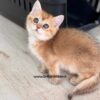 بچه-گربه-ماده-بریتیش-گلد-چینچیلا-فاکسی