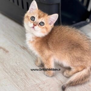 بچه-گربه-ماده-بریتیش-گلد-چینچیلا-فاکسی
