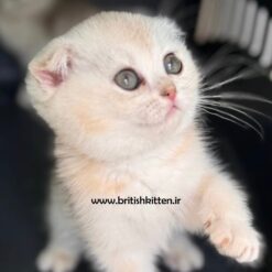 گربه-چینچیلا-اسکاتیش-ماده-جوجیو