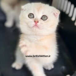 جوجیو-بچه-گربه-اسکاتیش-سیلور-چینچیلا