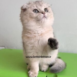 لوشین-بچه-گربه-اسکاتیش-فولد