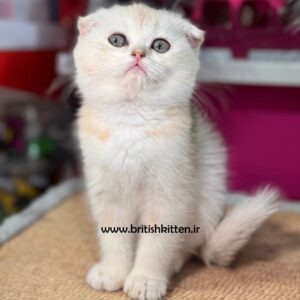 بچه-گربه-اسکاتیش-فولد-سیلور-چینچیلا-میو