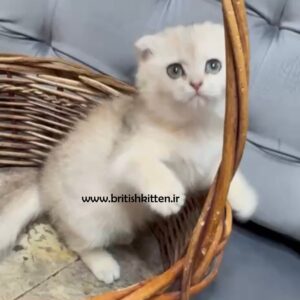 گربه-اسکاتیش-موکوتاه-نیلا