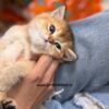 بچه-گربه-بریتیش-چینچیلا-طلایی