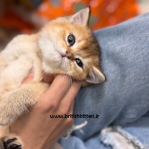 بچه-گربه-بریتیش-چینچیلا-طلایی