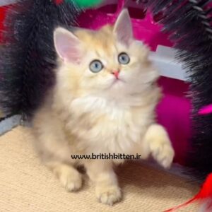 بچه-گربه-بریتیش-لانگ-هیر-چینچیلا