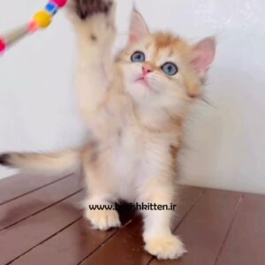 بچه-گربه-بریتیش-لانگ-هیر-گلد-چینچیلا