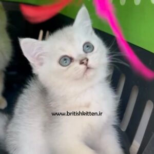 بچه-گربه-بریتیش-شورت-هیر-سیلور-چینچیلا-چیکا
