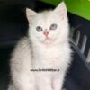 بچه-گربه-بریتیش-سیلور-چینچیلا