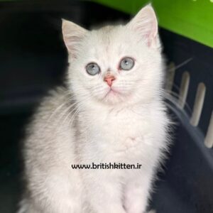 بچه-گربه-بریتیش-سیلور-چینچیلا