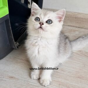 بچه-گربه-بریتیش-شورت-هیر-پنی