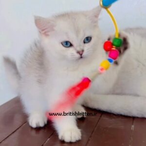 بچه-گربه-بریتیش-سیلور-چینچیلا