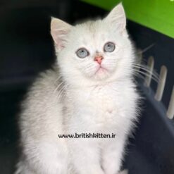 بچه-گربه-دختر-سیلور-چینچیلا