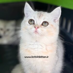 بچه-گربه-بریتیش-سیلور-چینچیلا