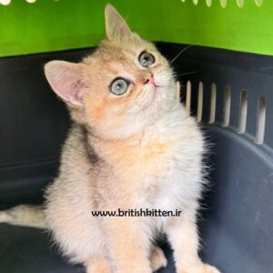 گربه-بریتیش-رنگ-طلایی-چشم-سبز