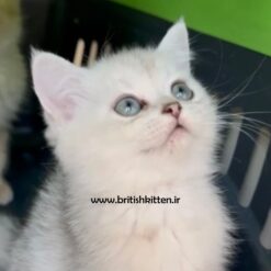 گربه-بریتیش-نر-رنگ-نقره‌ای