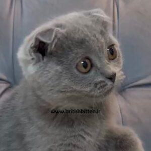 بچه-گربه-اسکاتیش-فولد-بلو