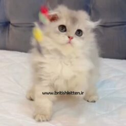 بچه-گربه-اسکاتیش-فولد-هایلند-بلو-گلد