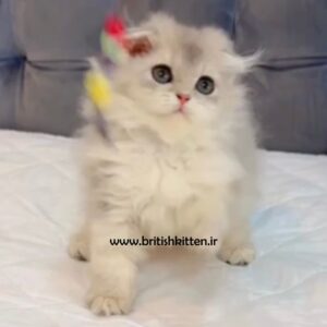 بچه-گربه-اسکاتیش-فولد-هایلند-بلو-گلد