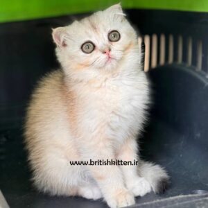 بچه-گربه-اسکاتیش-فولد-چینچیلا-ماده