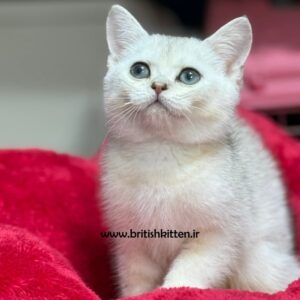 بچه-گربه-بریتیش-سیلور-ووجی