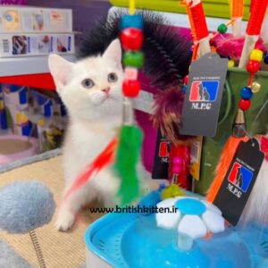 بچه-گربه-بریتیش-سیلور-چینچیلا-تونی